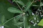 Flowering spurge